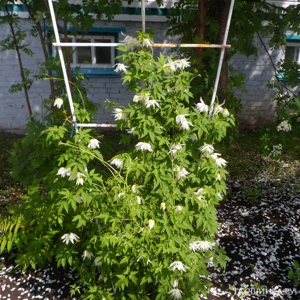 превью изображения отзыва