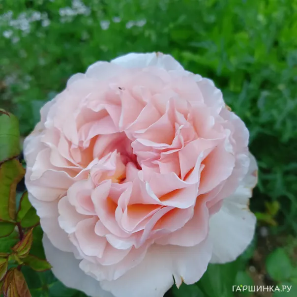 превью изображения отзыва