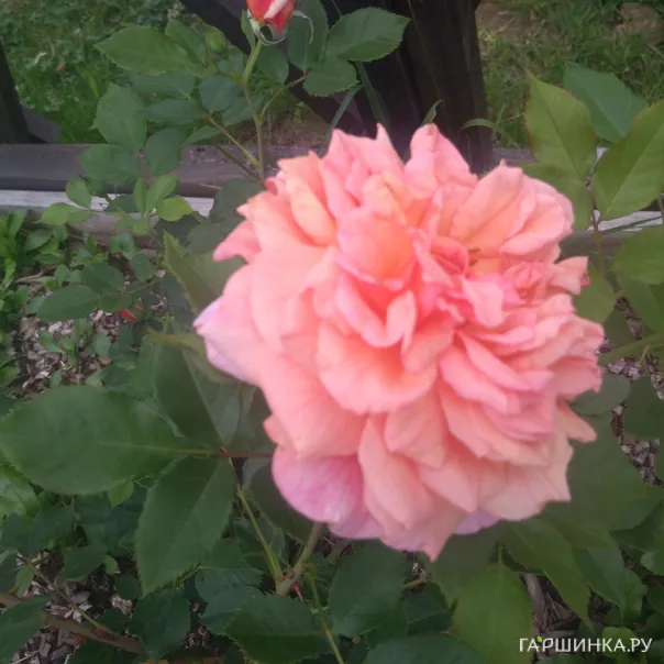 превью изображения отзыва