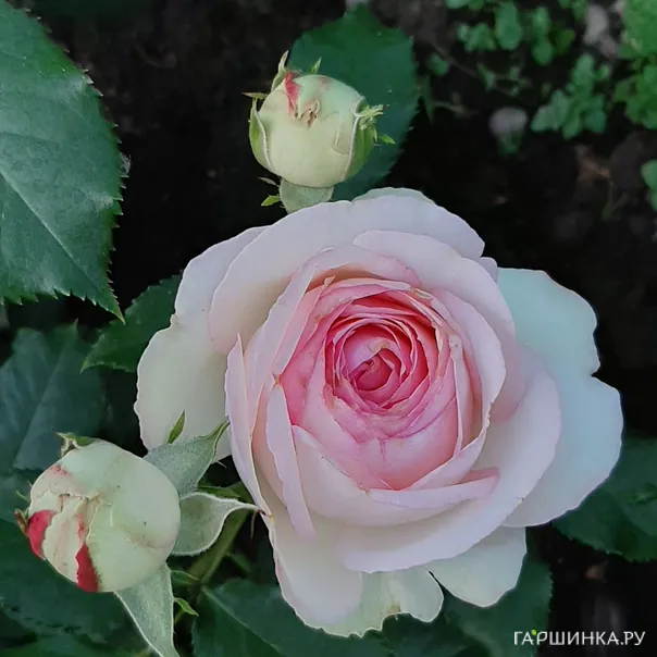 превью изображения отзыва