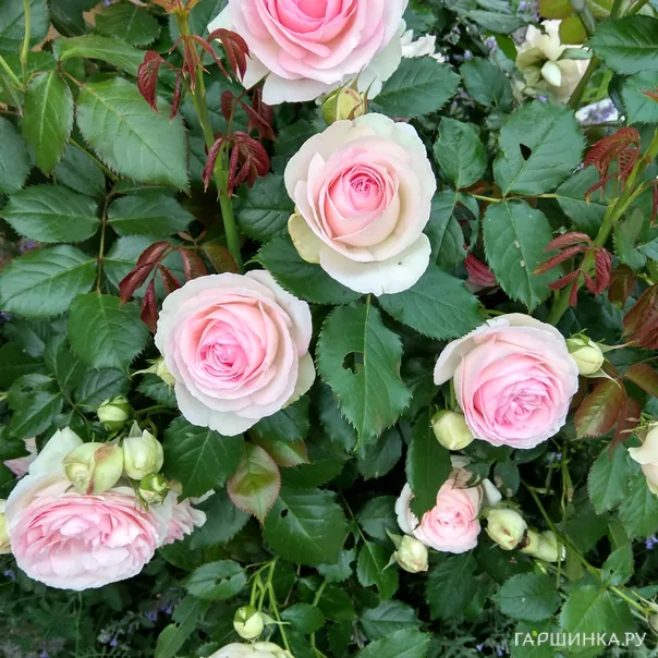 превью изображения отзыва