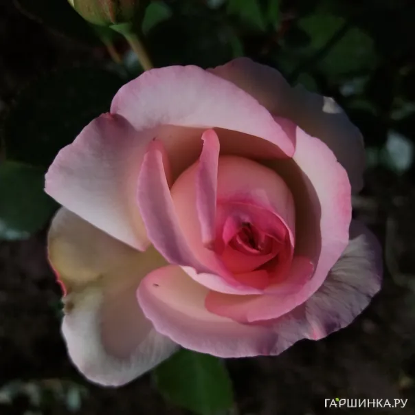 превью изображения отзыва