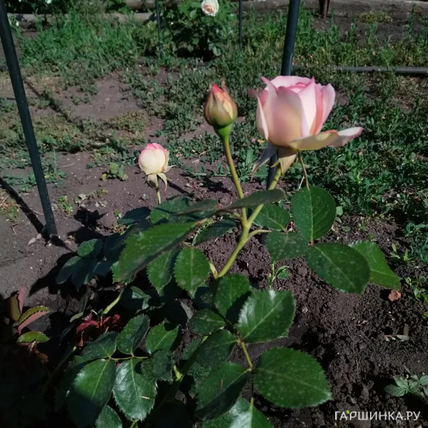 превью изображения отзыва