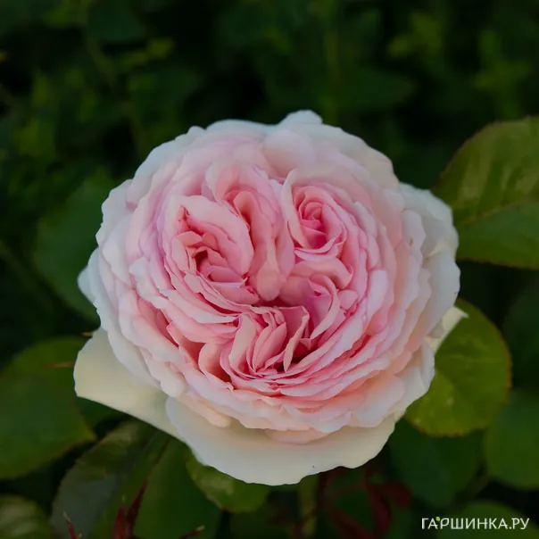 превью изображения отзыва