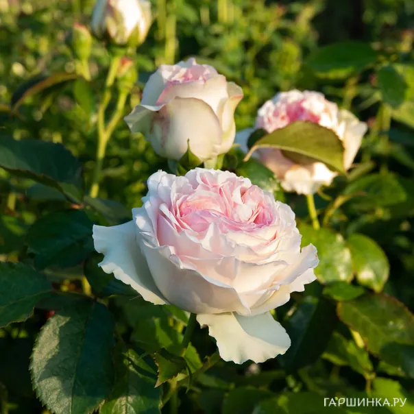 превью изображения отзыва