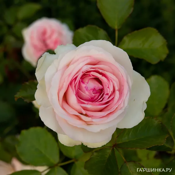 превью изображения отзыва