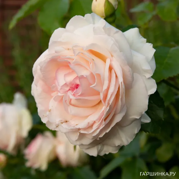 превью изображения отзыва