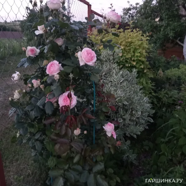 превью изображения отзыва