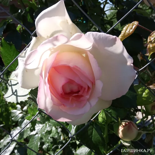 превью изображения отзыва