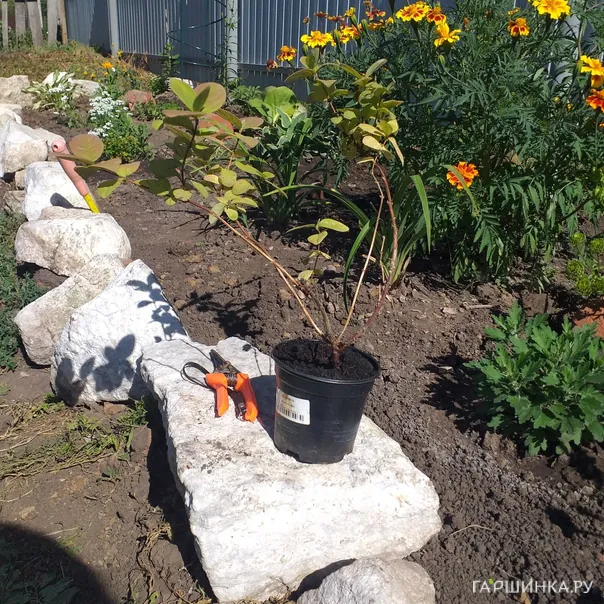 превью изображения отзыва