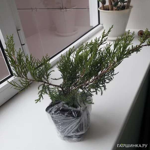 превью изображения отзыва