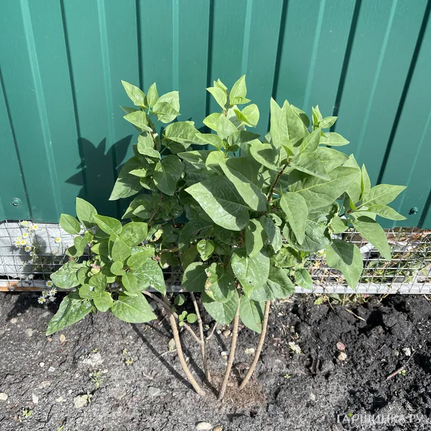 превью изображения отзыва