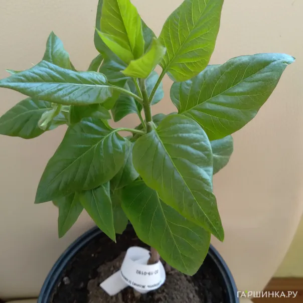 превью изображения отзыва