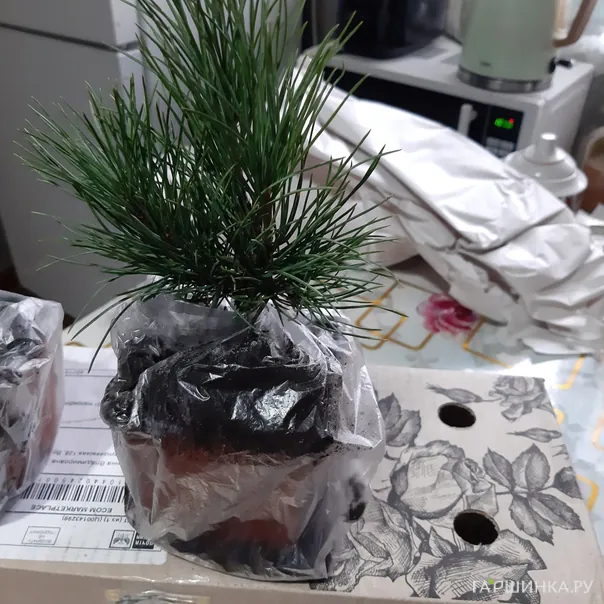 превью изображения отзыва