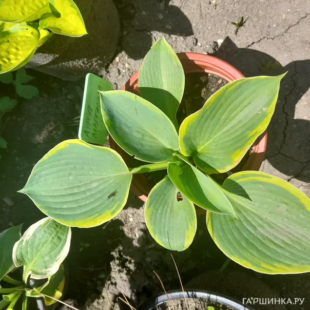 превью изображения отзыва