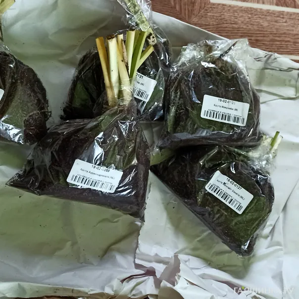 превью изображения отзыва