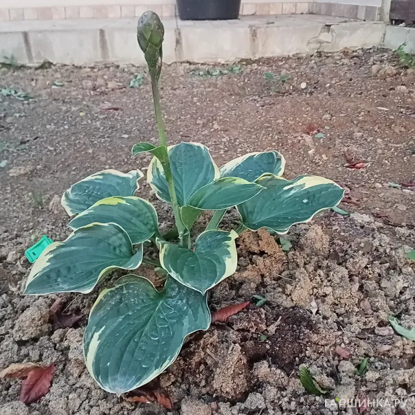 превью изображения отзыва