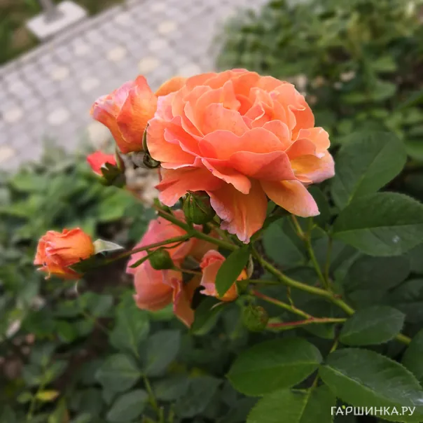 превью изображения отзыва