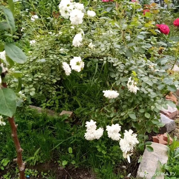 превью изображения отзыва