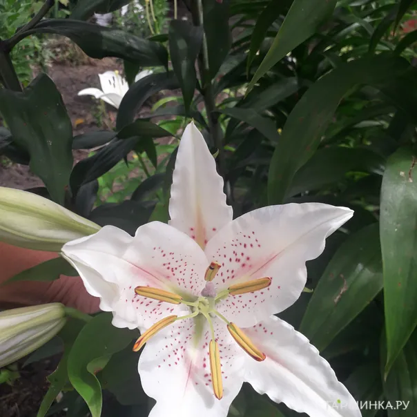 превью изображения отзыва