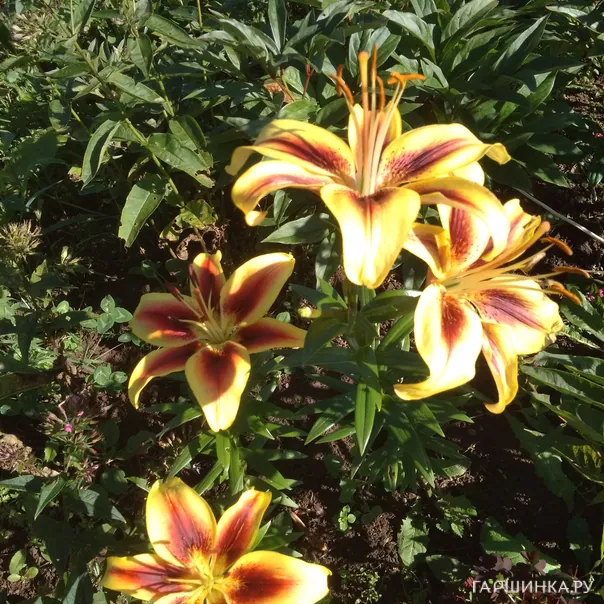 превью изображения отзыва