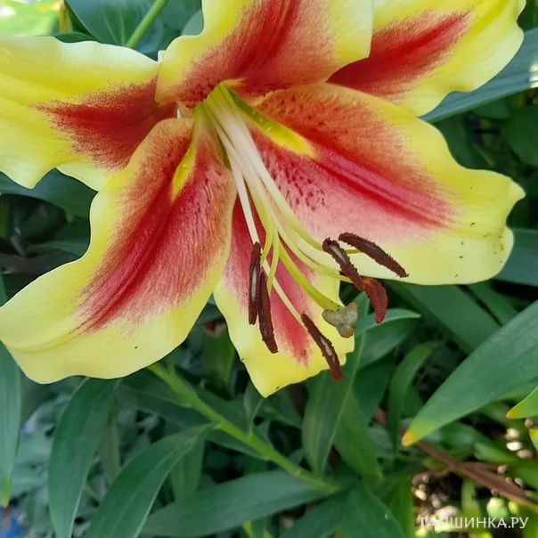 превью изображения отзыва