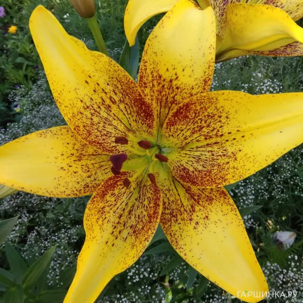 превью изображения отзыва