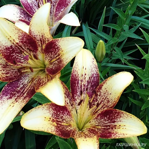 превью изображения отзыва