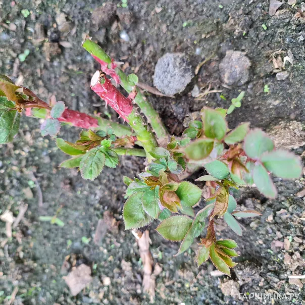 превью изображения отзыва