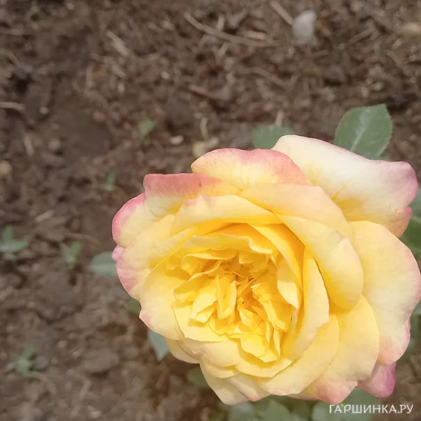 превью изображения отзыва