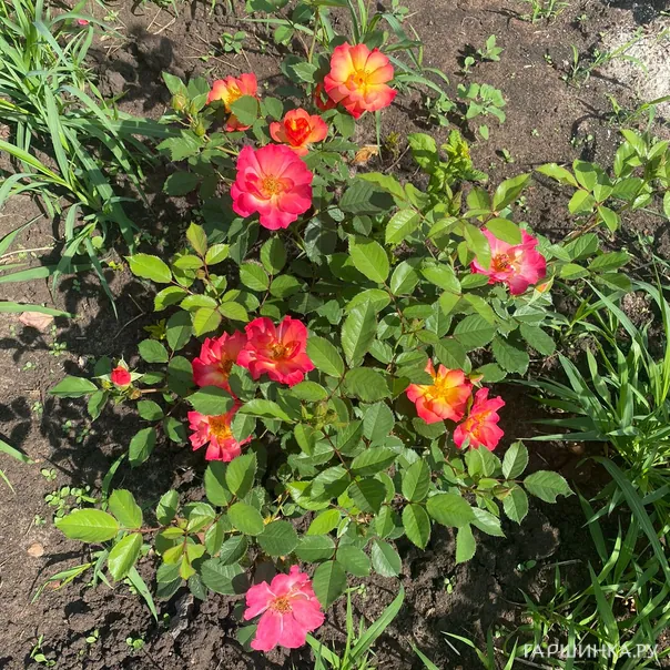 превью изображения отзыва