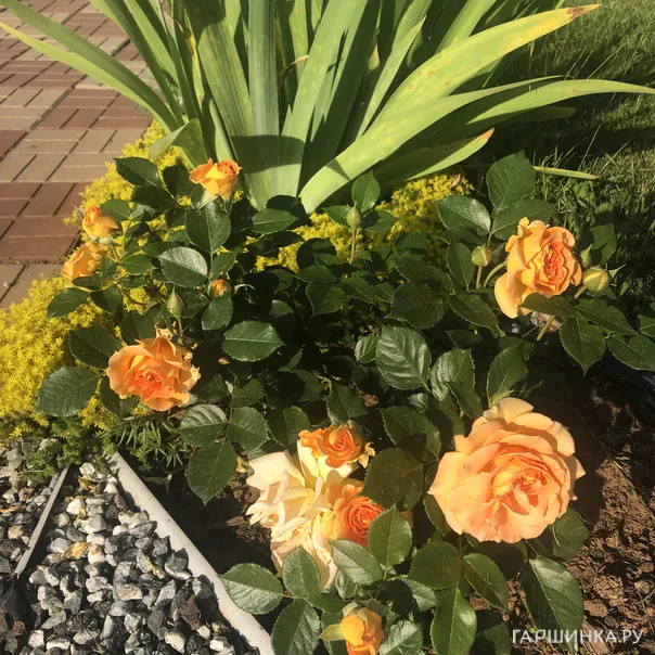 превью изображения отзыва