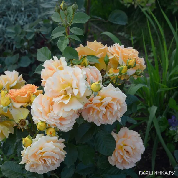 превью изображения отзыва