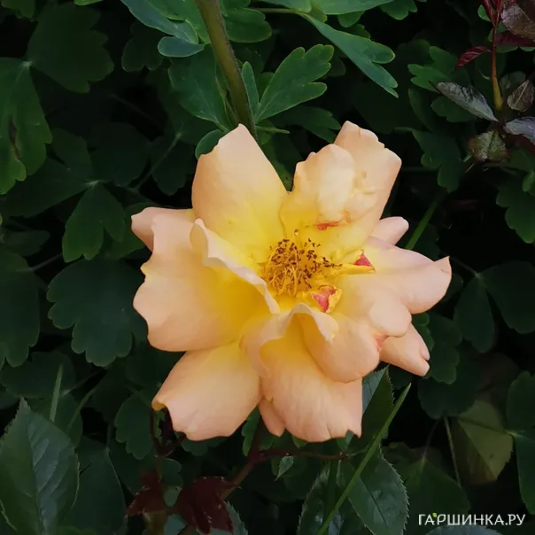 превью изображения отзыва