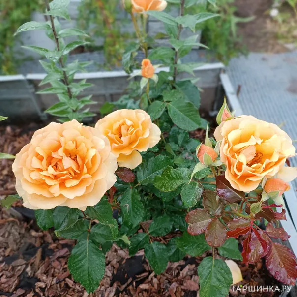 превью изображения отзыва