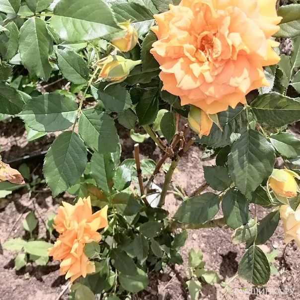 превью изображения отзыва