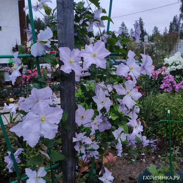 превью изображения отзыва