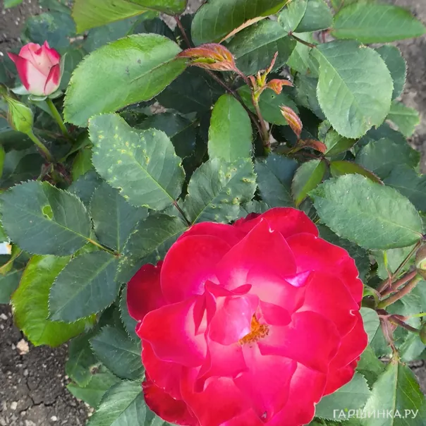 превью изображения отзыва