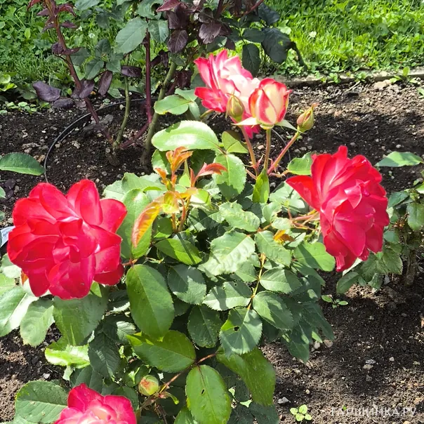 превью изображения отзыва