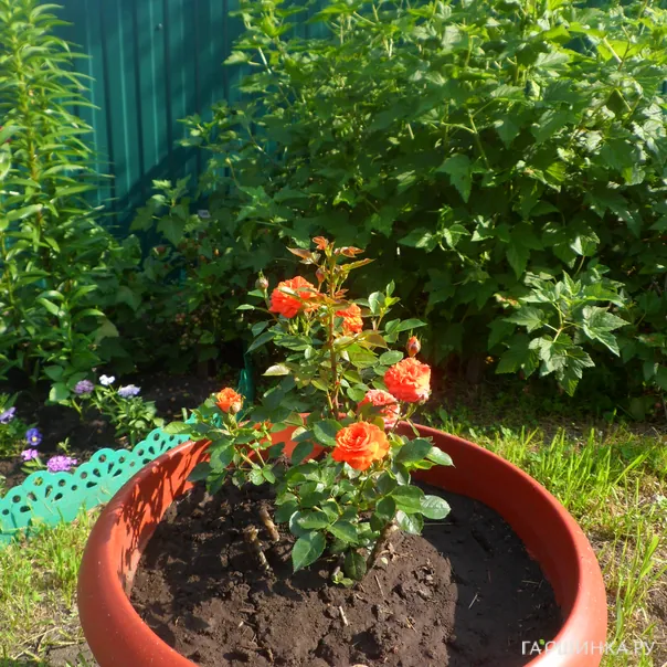 превью изображения отзыва