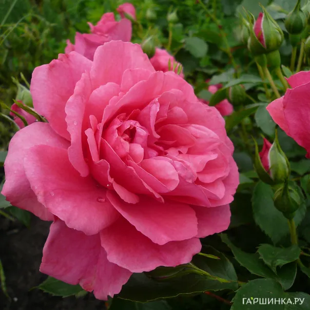 превью изображения отзыва