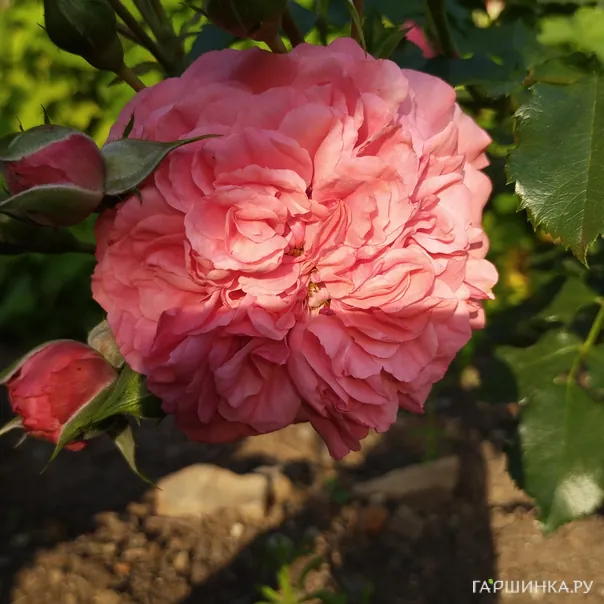 превью изображения отзыва