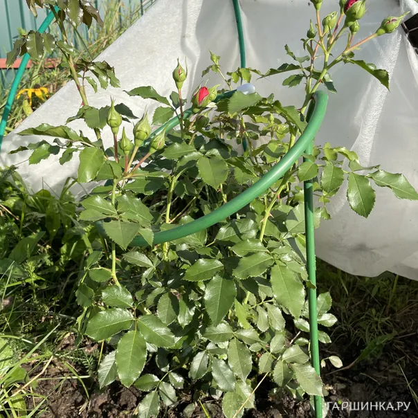 превью изображения отзыва