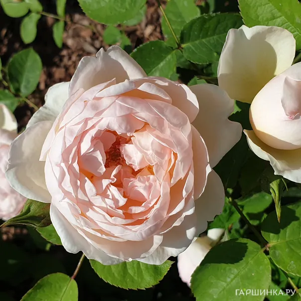 превью изображения отзыва