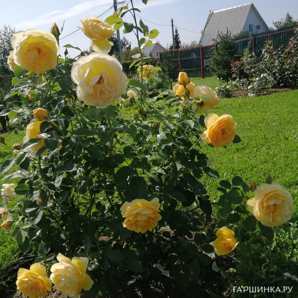 превью изображения отзыва