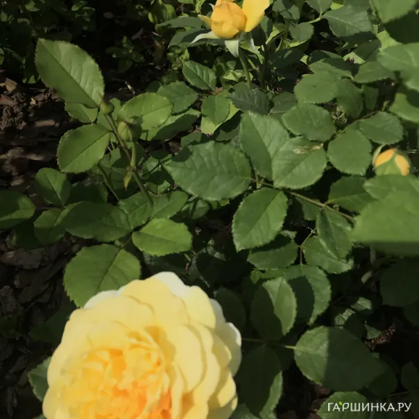 превью изображения отзыва