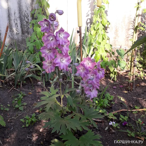 превью изображения отзыва