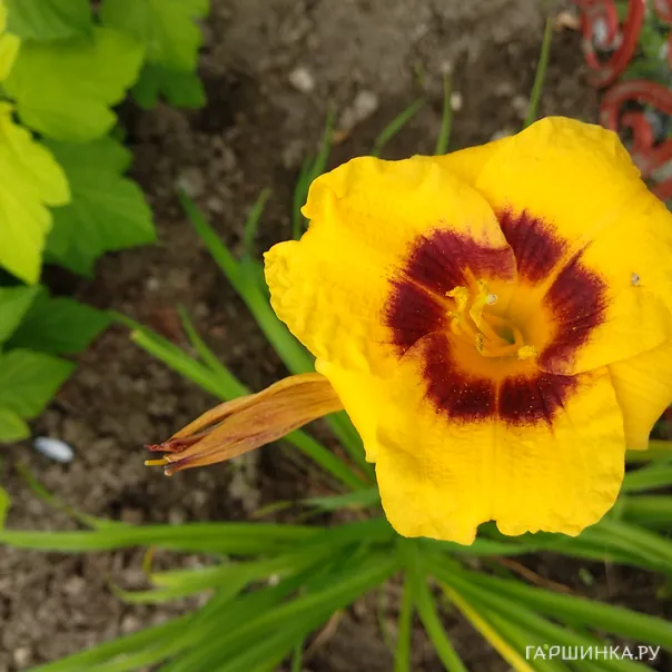 превью изображения отзыва