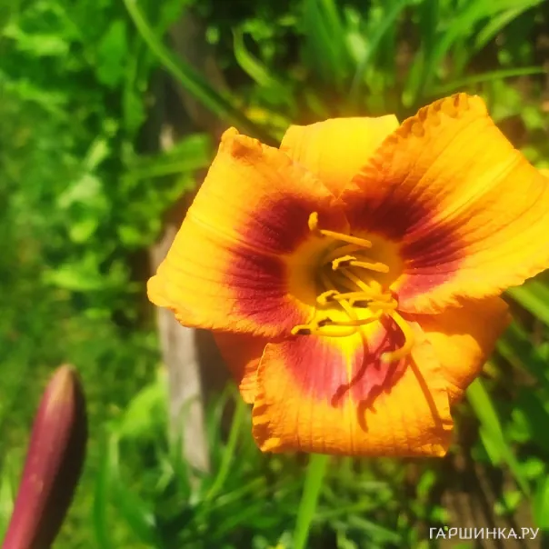 превью изображения отзыва