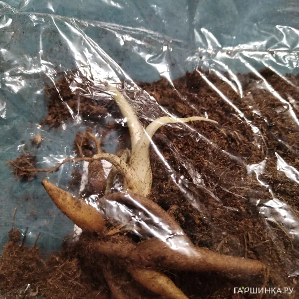 превью изображения отзыва